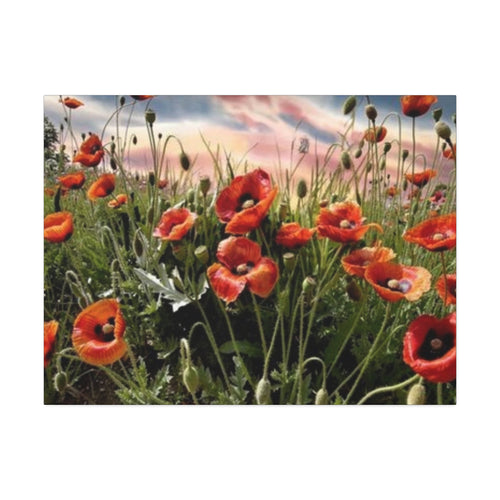 A beautiful field of red poppy flowers